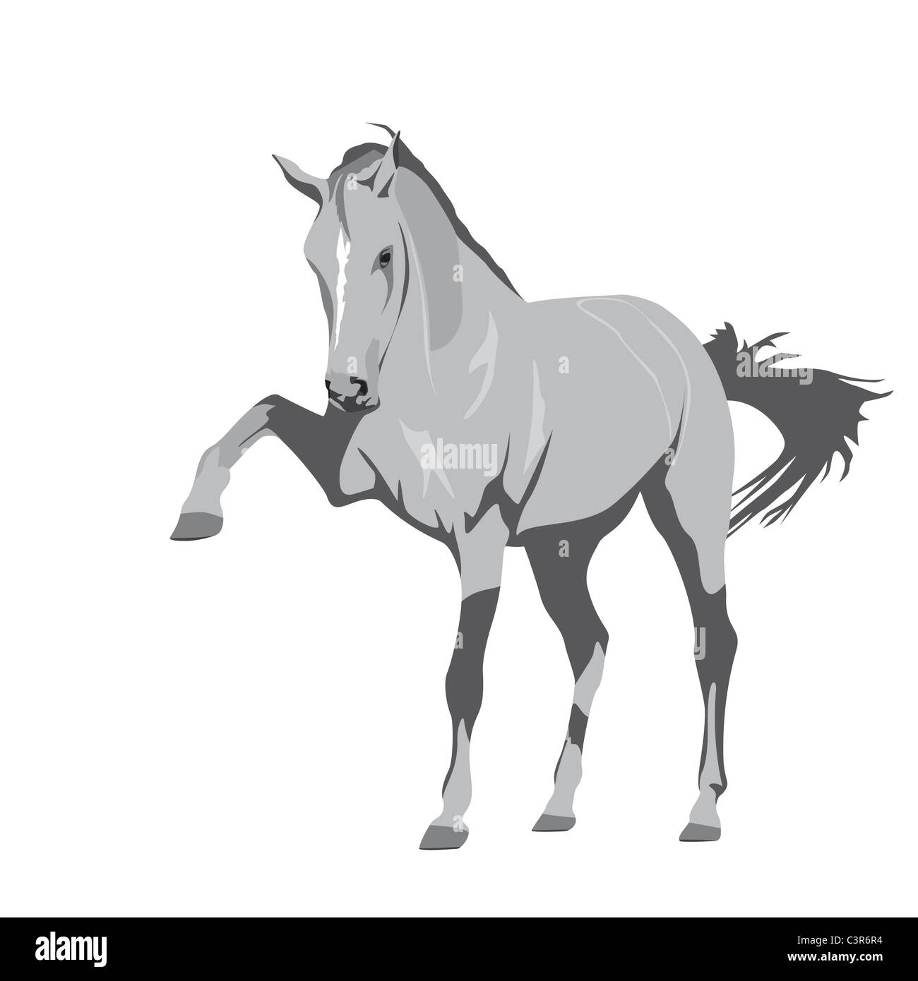 Playful grey mare Banque D'Images