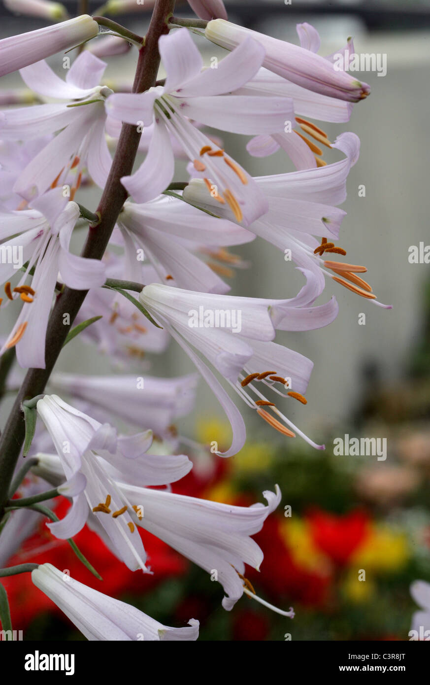 Notholirion thomsonianum, Lily himalayenne, Liliaceae, nord-ouest de l'Himalaya, l'Afghanistan. Banque D'Images