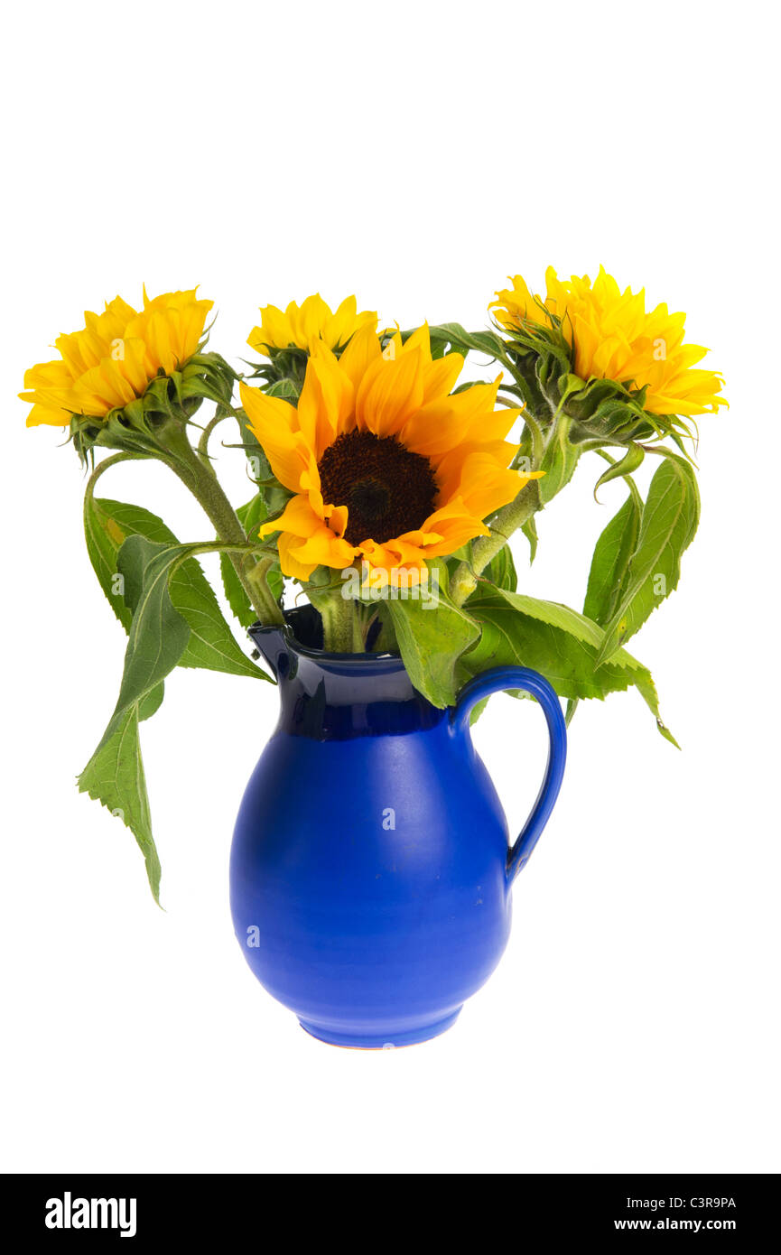 Bouquet tournesols en bleu vase isolé sur fond blanc Banque D'Images