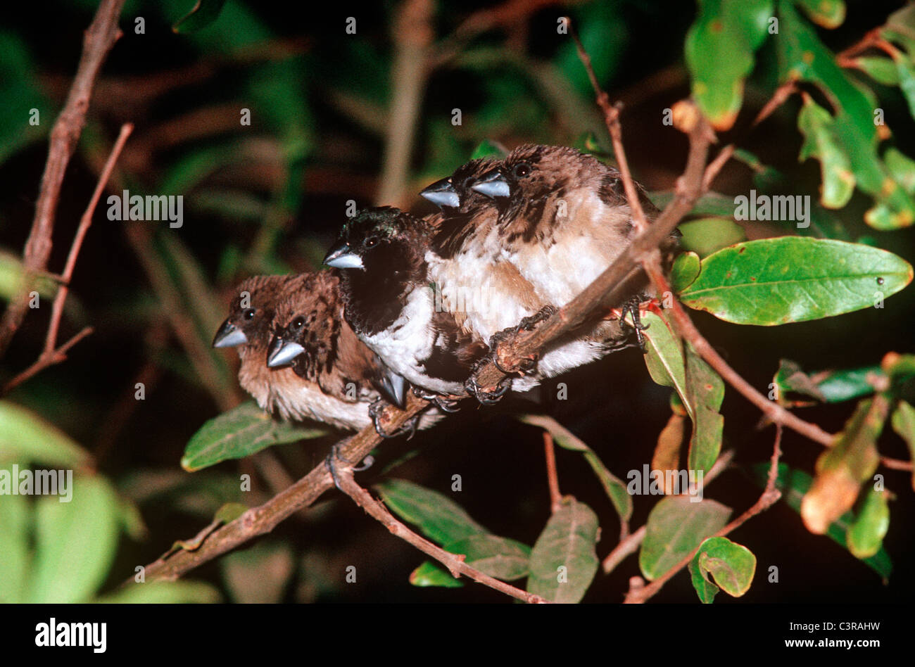 Mannikins Bronze /munia Lonchura cucullata ( = Bicolor Black- : ensemble d'entassement des Ploceidae) après le bain Gambie Banque D'Images
