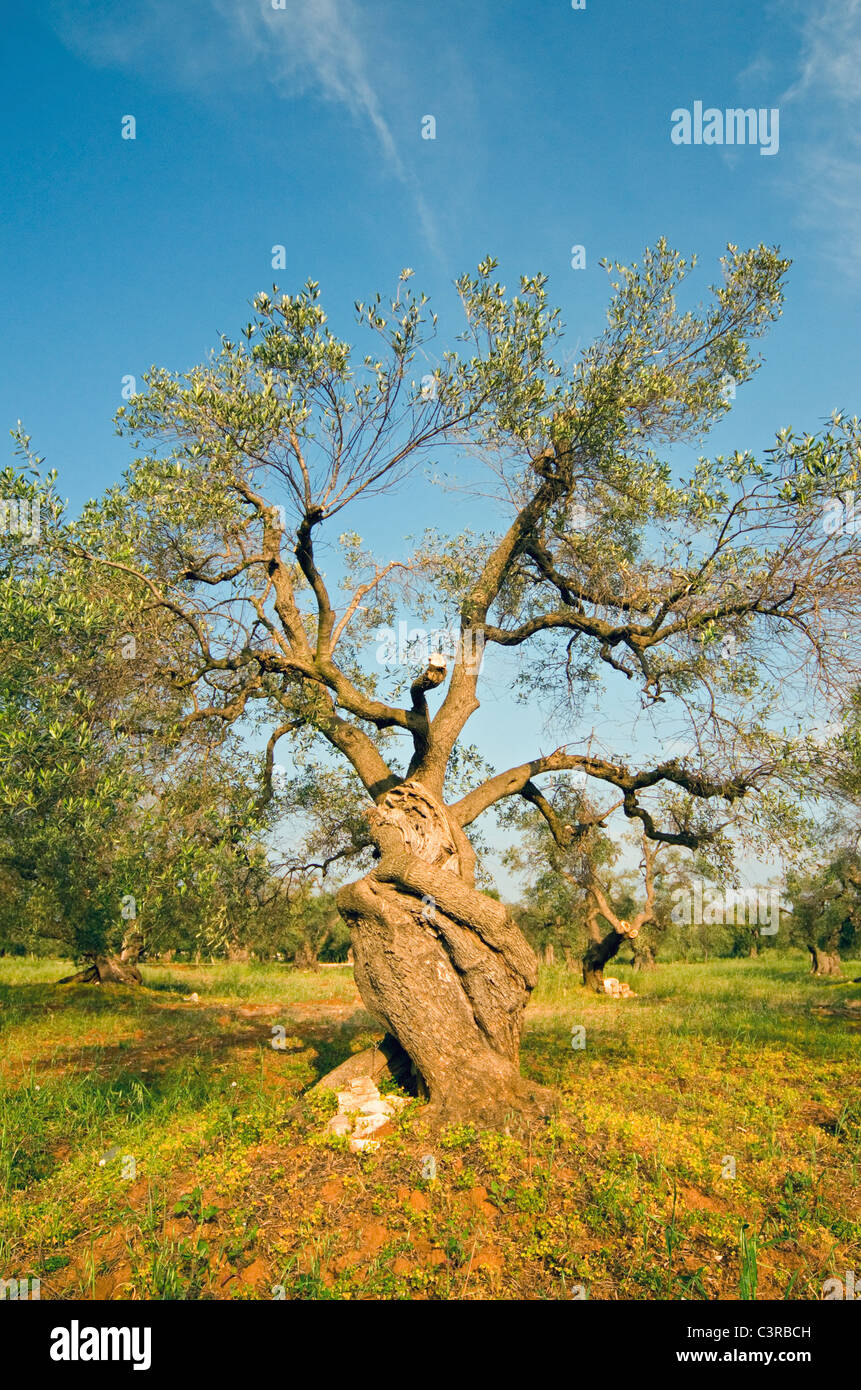 Vieil Olivier (Olea europaea), à l'Olive plantation près de Lecce, Puglia (Pouilles), Italie du Sud Banque D'Images