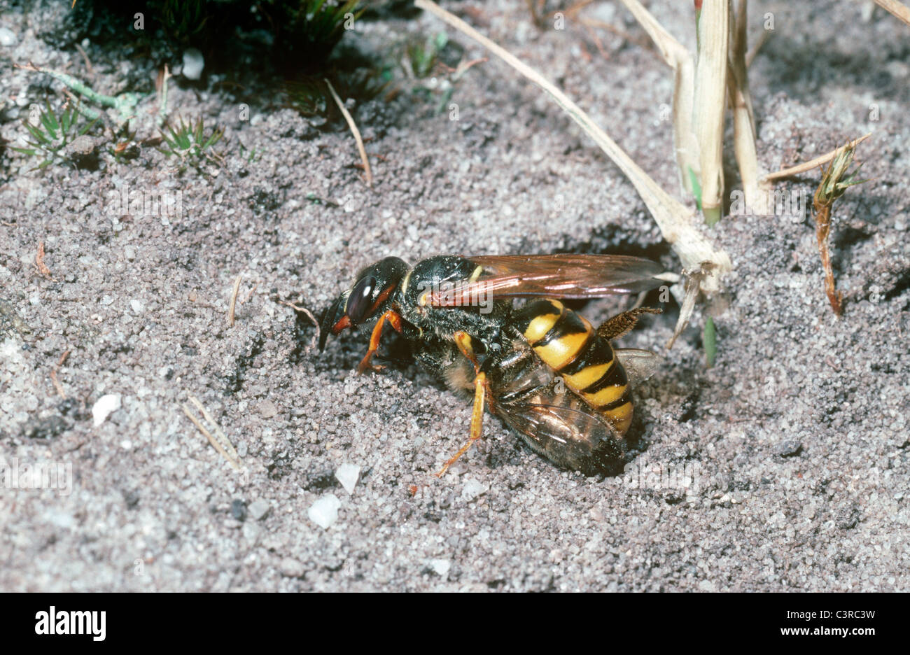 Bee-killer wasp (Philanthus triangulum) femelle avec sa proie l'abeille commence à ouvrir son nid burrow UK Banque D'Images