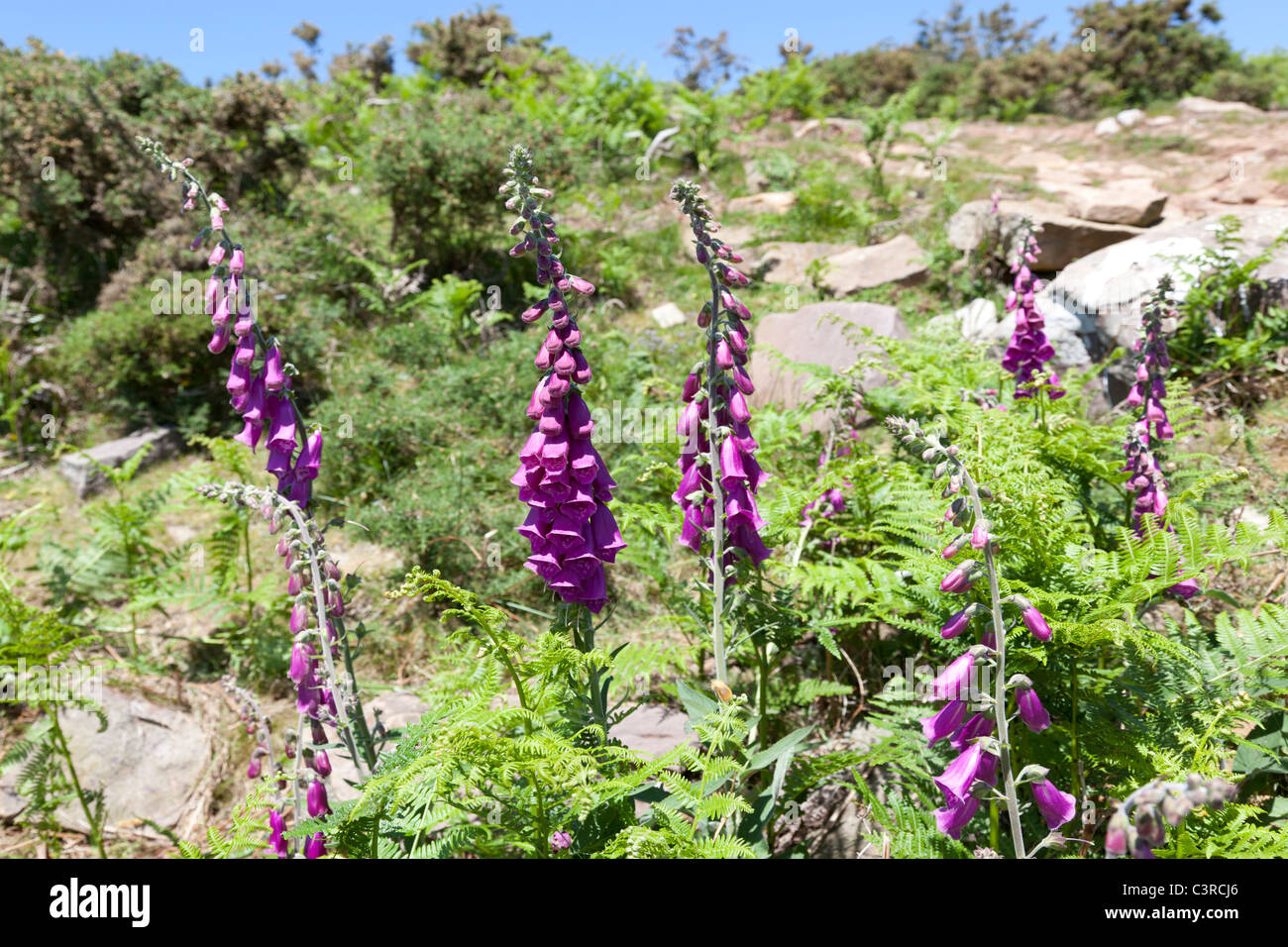 Mauve sauvage digitales (Digitalis purpurea) dans l'ouest des Pyrénées Digitales pourpres dans les Pyrénées occidentales (France). Banque D'Images