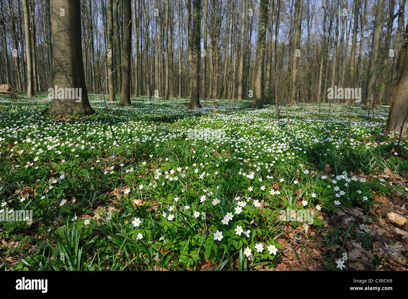 Anémone des bois (Anemone nemorosa) tapis de fleurs au début du printemps -  Hallerbos (Néerlandais) forêt de Halle Belgique Photo Stock - Alamy
