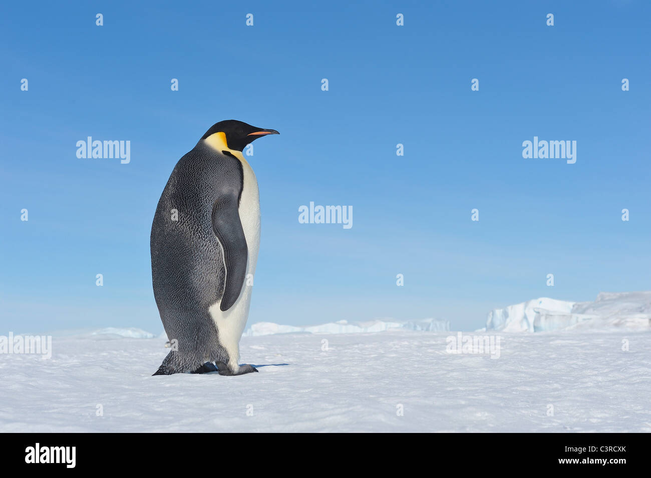 L'antarctique, Péninsule Antarctique manchot empereur, marche sur l'île de Snow Hill Banque D'Images