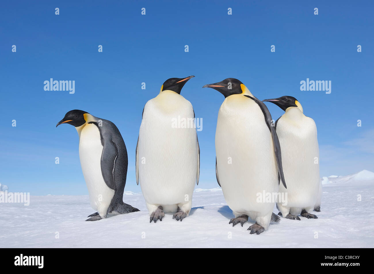 L'antarctique, Péninsule Antarctique, les manchots empereur debout sur Snow Hill Island Banque D'Images