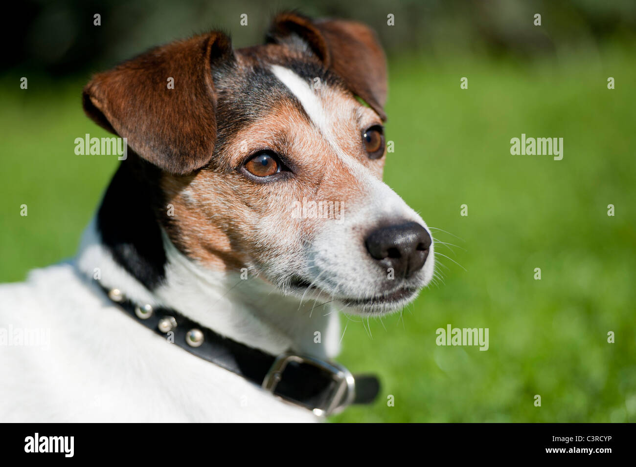 Black And White Jack Russel Banque D Image Et Photos Alamy