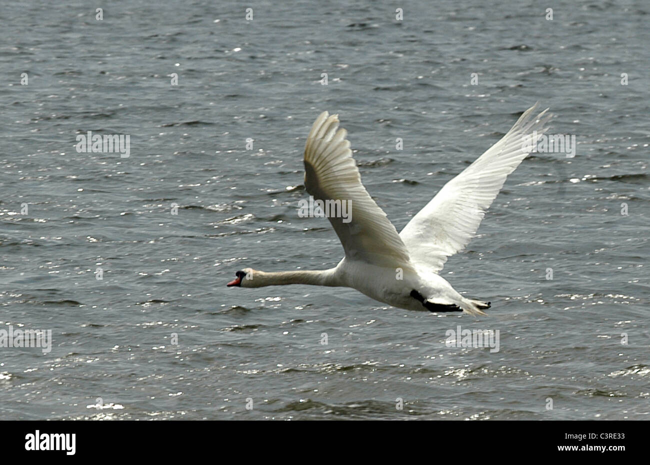 Un cygne muet vol décollant du sanctuaire de la célèbre Abbotsbury Swannery dans le Dorset, Angleterre Banque D'Images