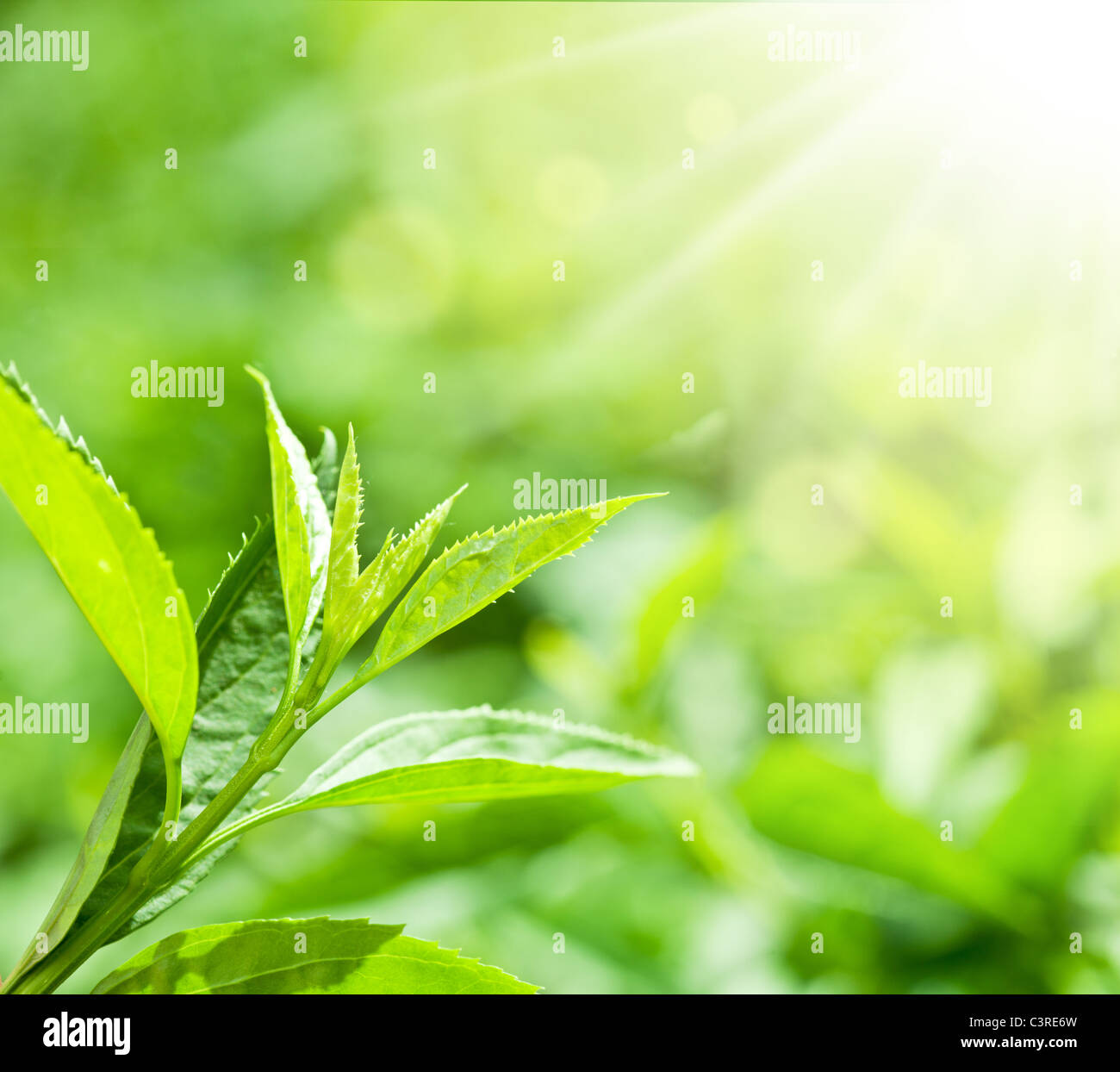Les feuilles de thé dans une plantation dans les faisceaux de lumière du soleil. Banque D'Images