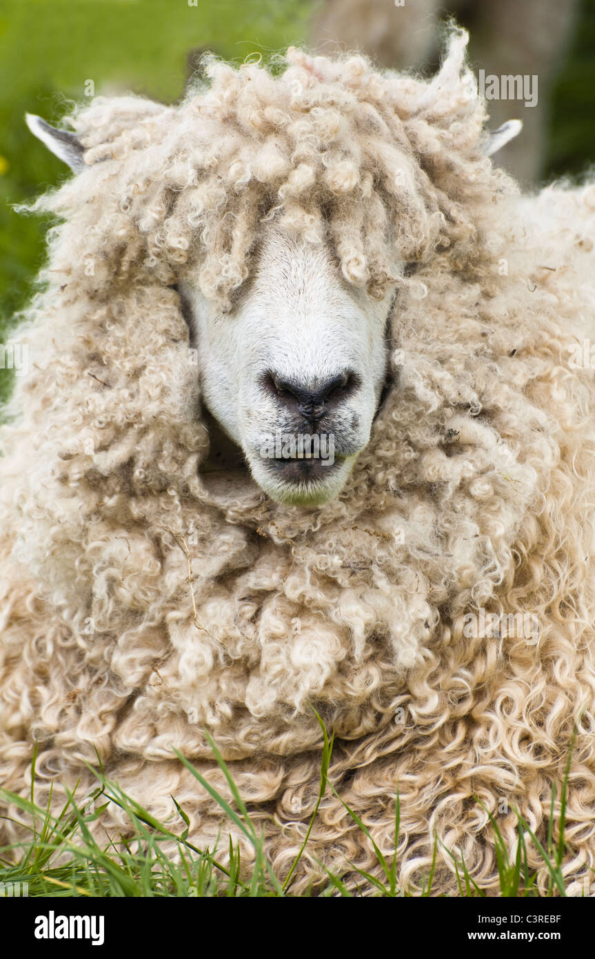 Cotswold ( lion) moutons, vue rapprochée de la tête - avec tire-bouchon couvrant les verrous de la laine des moutons les yeux. Banque D'Images