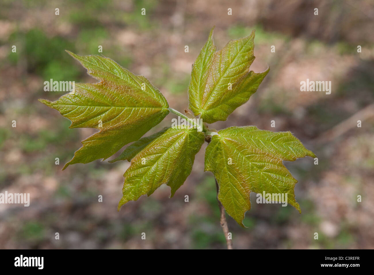 Développement de feuilles d'érable à sucre (Acer saccharum) Printemps-est des États-Unis. Par Carol Dembinsky/Dembinsky photo Assoc Banque D'Images