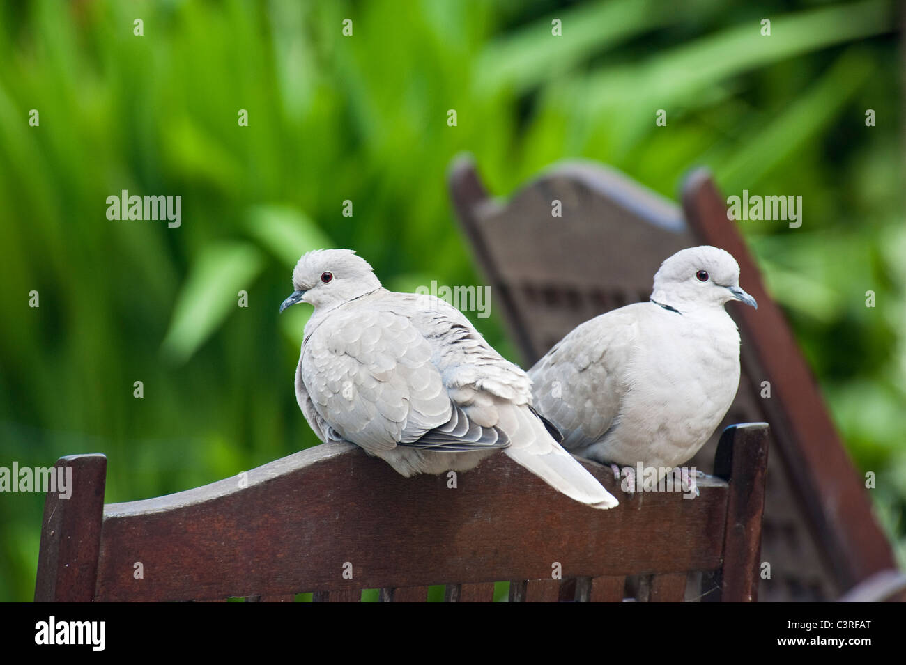 Deux oiseaux - une paire de Tourterelles turques en appui sur le dos de chaises de jardin Banque D'Images