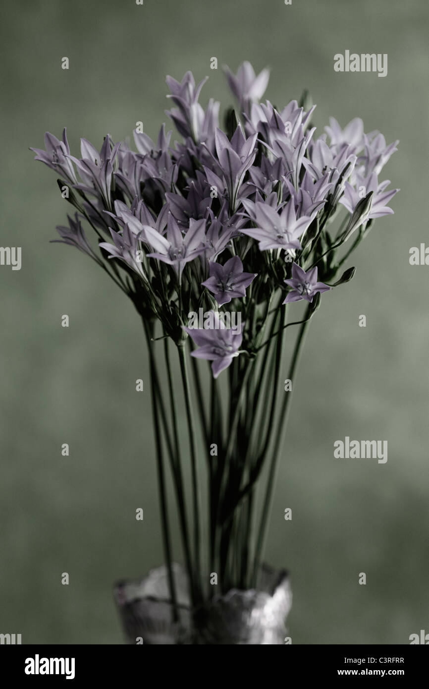 Le Triteleia bleu fleur en vase, Close up Banque D'Images