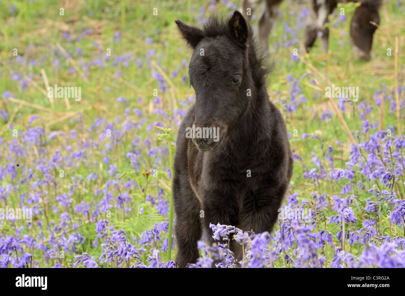 Cute black poulain parmi les jacinthes Banque D'Images