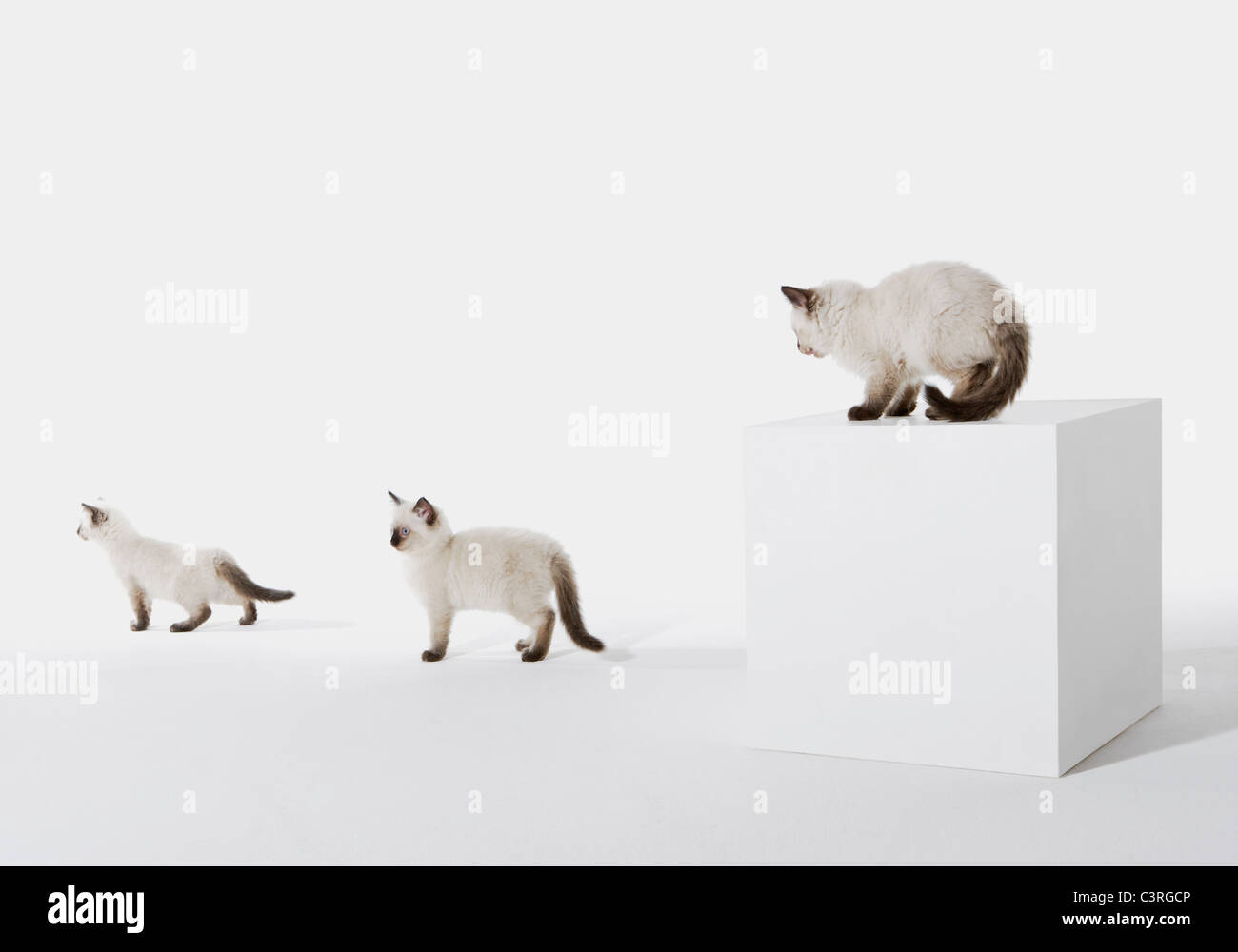 Trois chatons contre fond blanc Banque D'Images