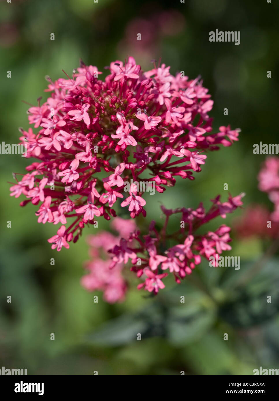 Ceanothus Pallida Perle Rose (Californian Lilac) Banque D'Images