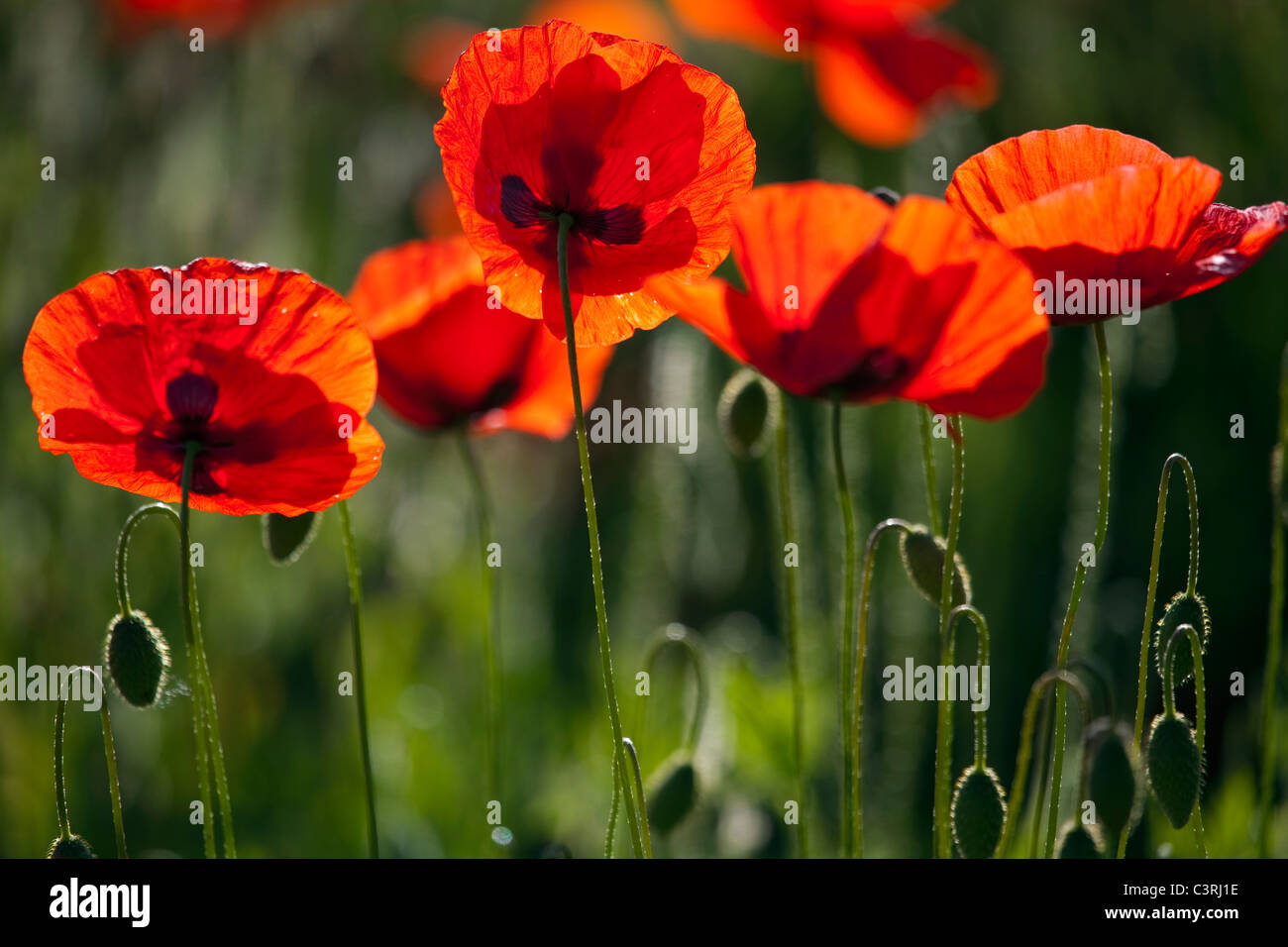 Un groupe de coquelicots dans la lumière du soleil Banque D'Images