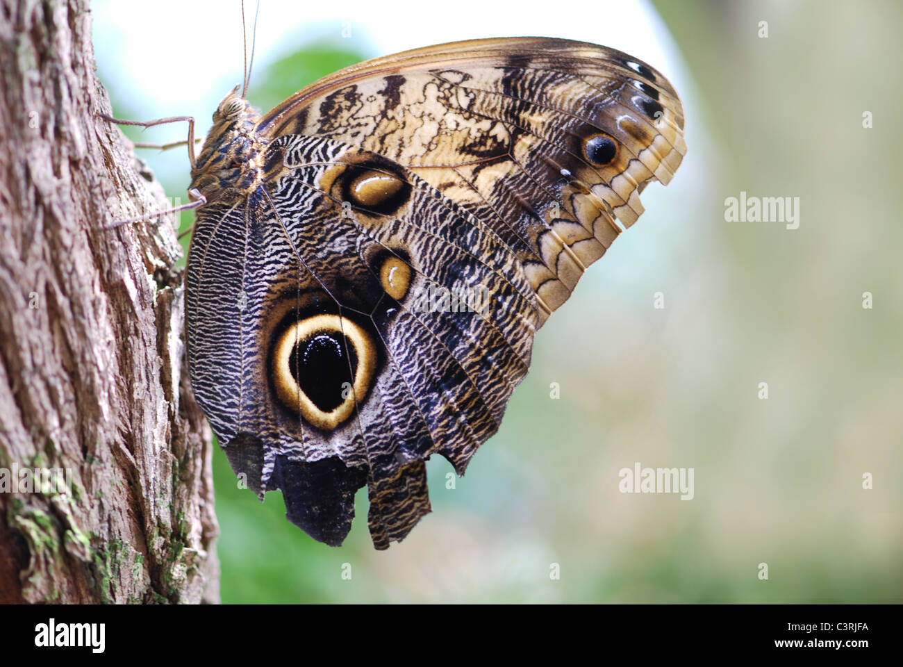 Hibou papillon sur un arbre Banque D'Images