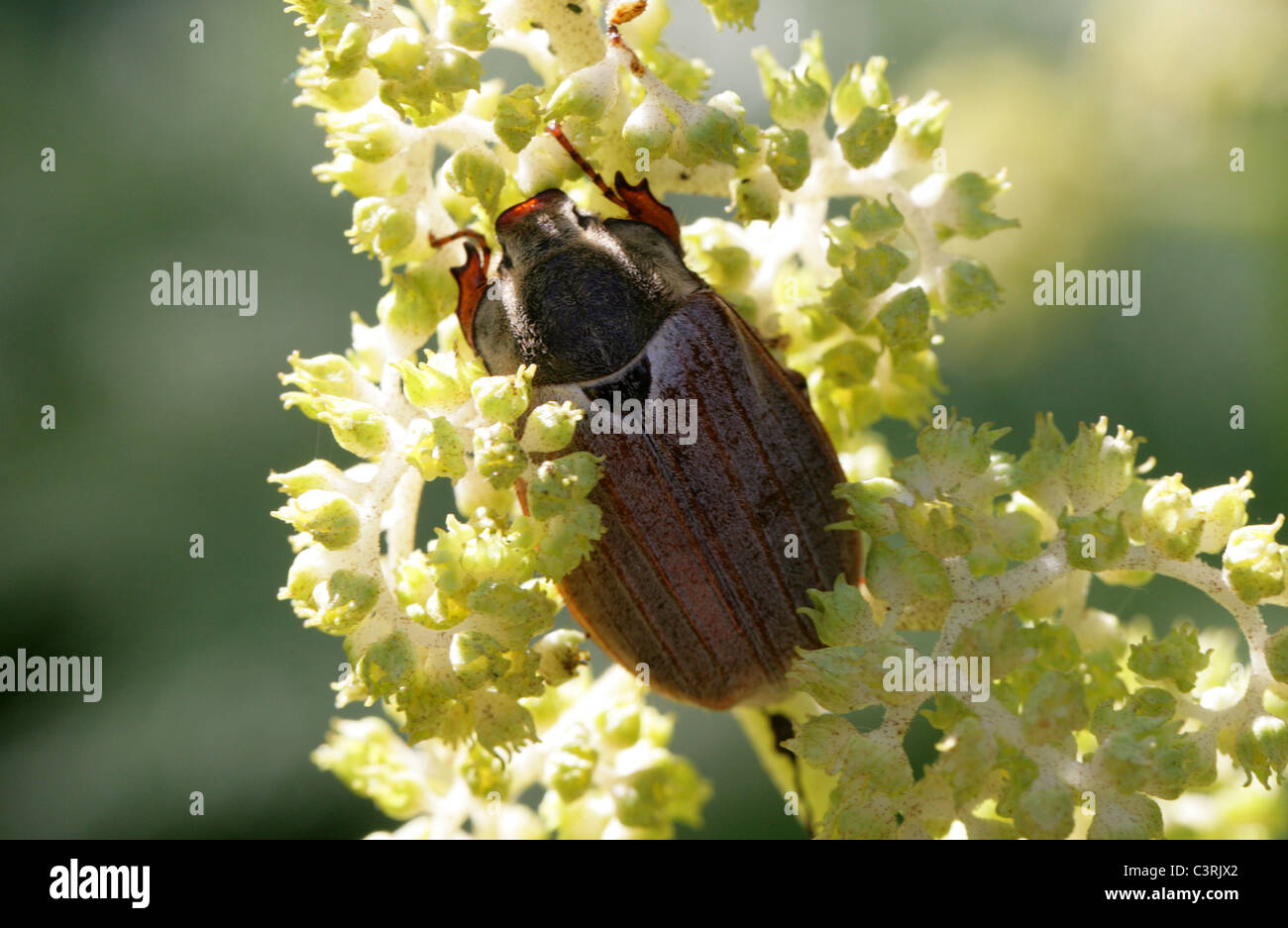 Maybug ou Cockchafer, Melolontha melolontha, Melolonthinae, poxviridae, Coleoptera. Banque D'Images