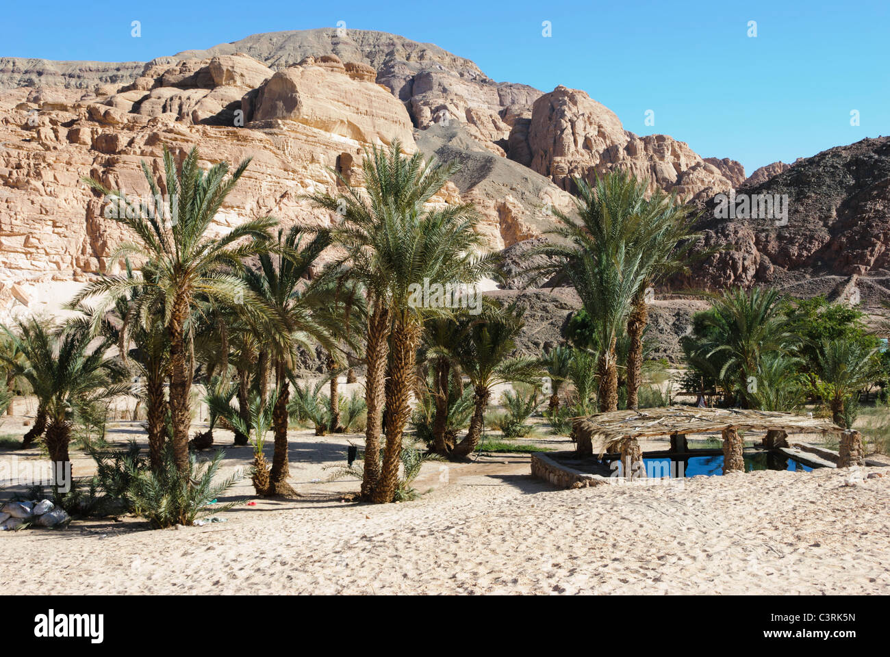 Ein Khudra Oasis - péninsule du Sinaï, Égypte Banque D'Images