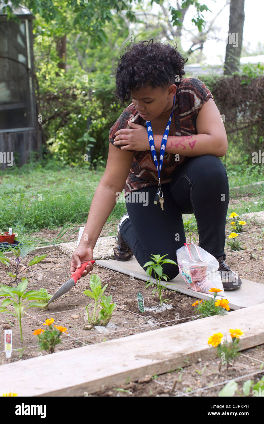 Middle school student tamps avec précaution vers le bas le sol autour des pousses nouvellement planté dans le potager au programme après l'école à Austin Banque D'Images