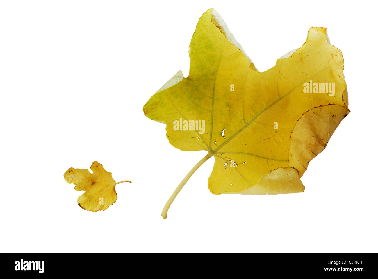 Grandes et petites feuilles de vigne d'automne jaune sur fond blanc Banque D'Images