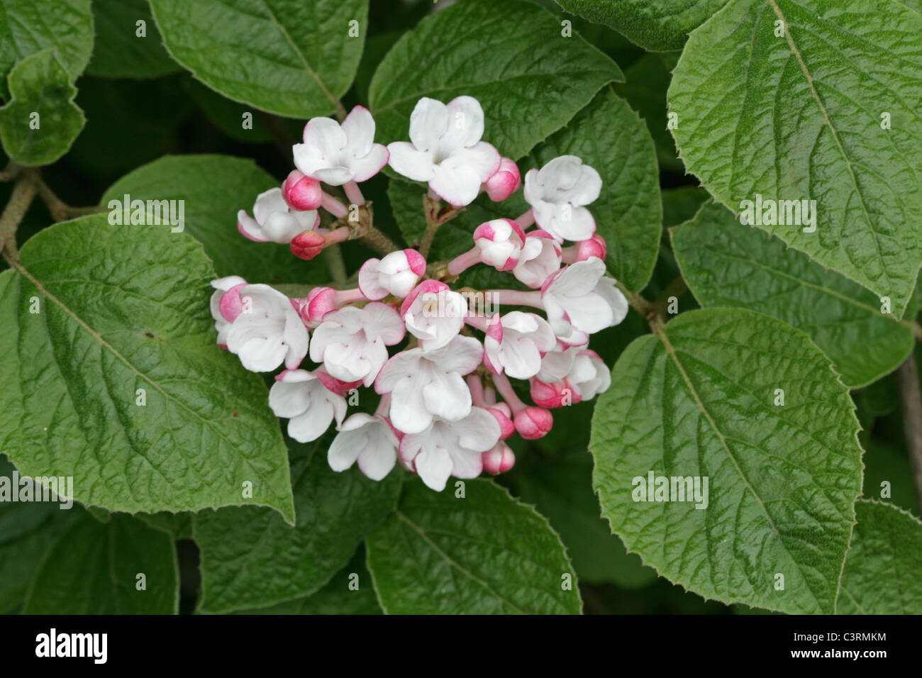 Bitchiu ou Viorne Viburnum bitchiuense Yeddo, Viburnum, Adoxaceae (Caprifoliaceae). Le Japon et la Corée, en Asie. Banque D'Images