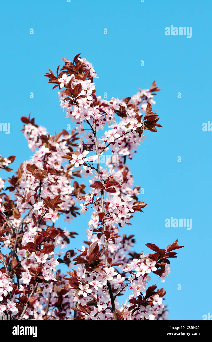 Les fleurs de cerisier rose sur un arrière-plan flou Banque D'Images