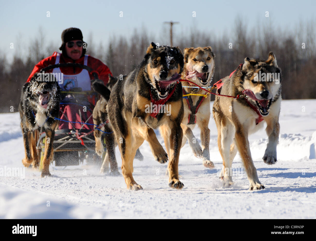 FAIRBANKS, AK - 13 mars : Roger Champagne courses dans l'Amérique du Nord Limitée Course de chiens de traîneau Banque D'Images