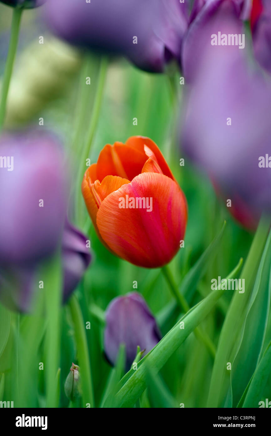 Tulipe - North Carolina Arboretum - Asheville, Caroline du Nord USA Banque D'Images