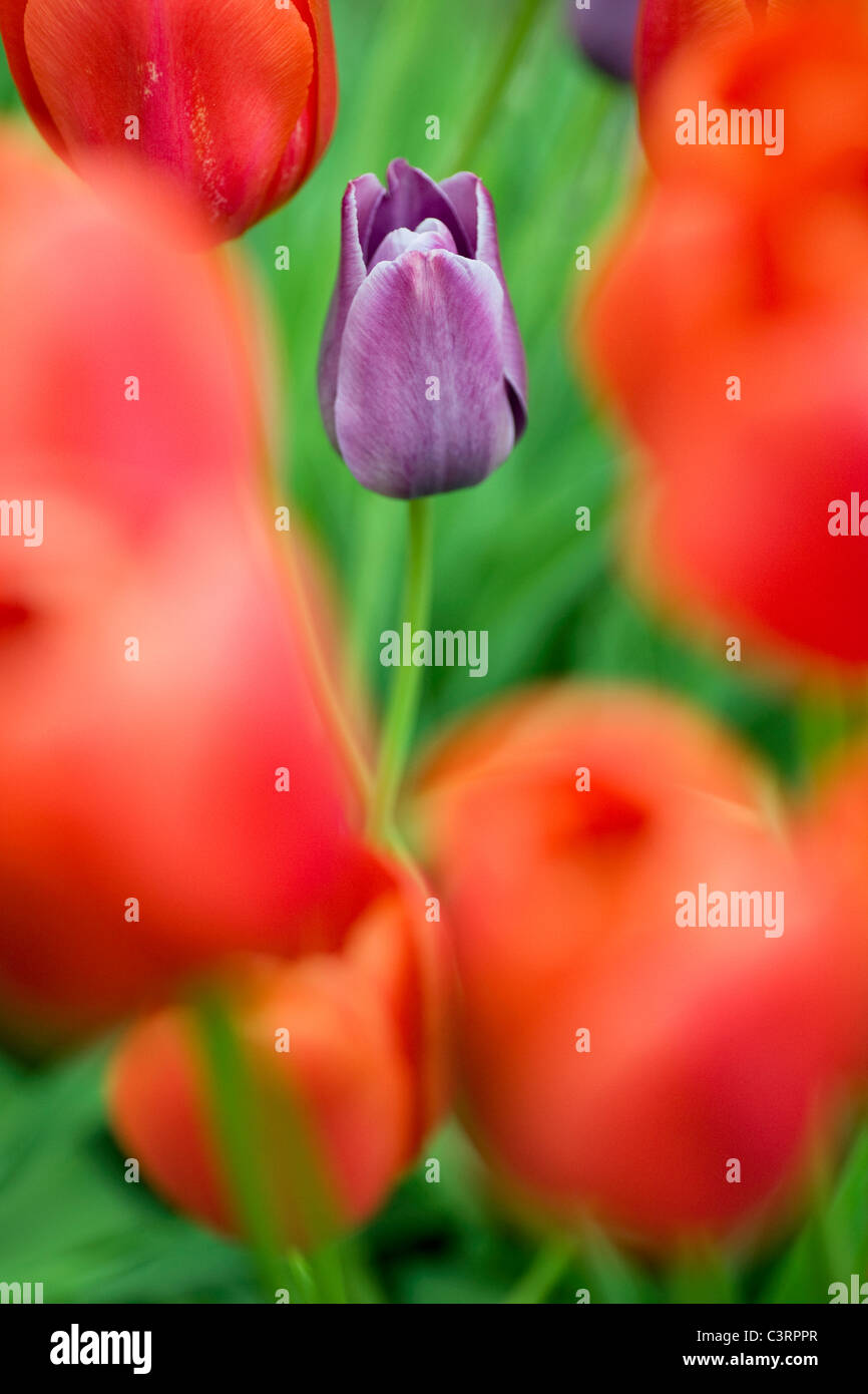 Tulipe - North Carolina Arboretum - Asheville, Caroline du Nord USA Banque D'Images