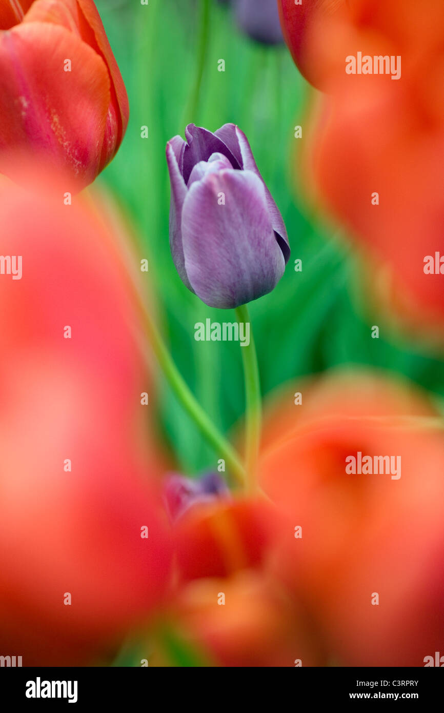 Tulipe - North Carolina Arboretum - Asheville, Caroline du Nord USA Banque D'Images