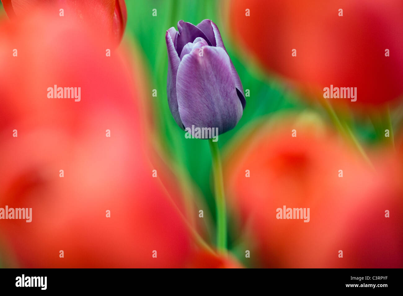 Tulipe - North Carolina Arboretum - Asheville, Caroline du Nord USA Banque D'Images