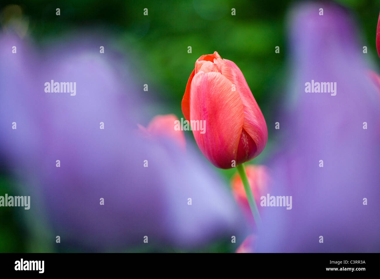 Tulip - North Carolina Arboretum - Asheville, Caroline du Nord USA Banque D'Images