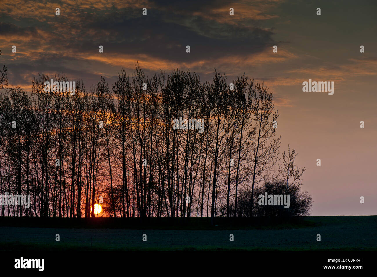 Au coucher du soleil, Région Warmia, Pologne Banque D'Images