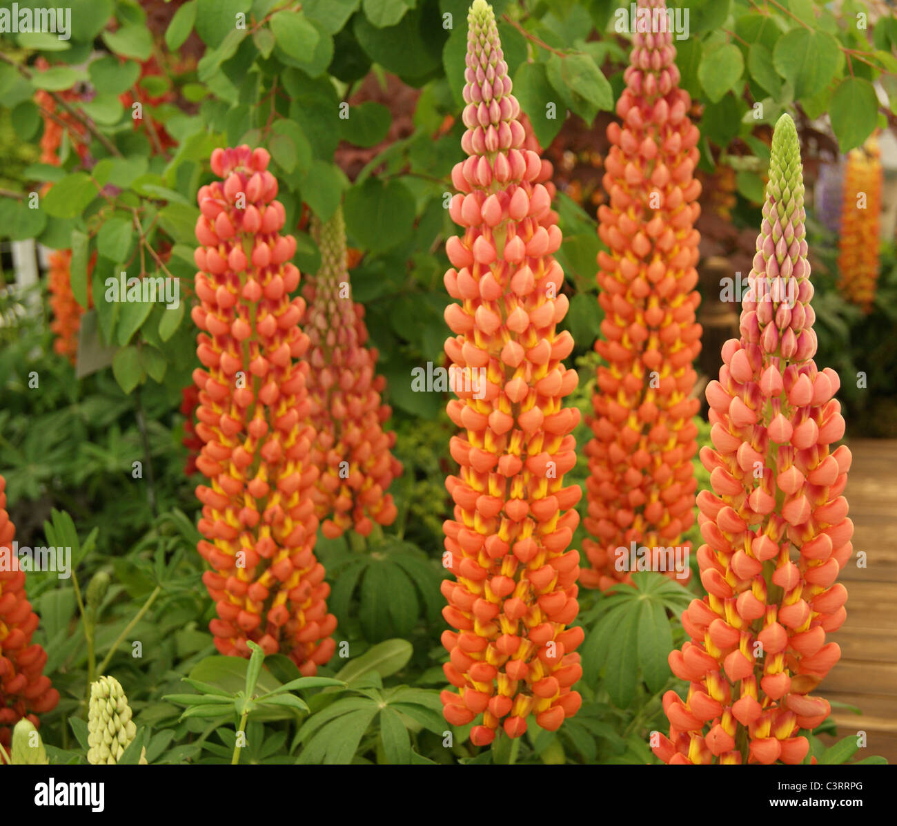 Lupin - Lupinus Salmon Star Banque D'Images