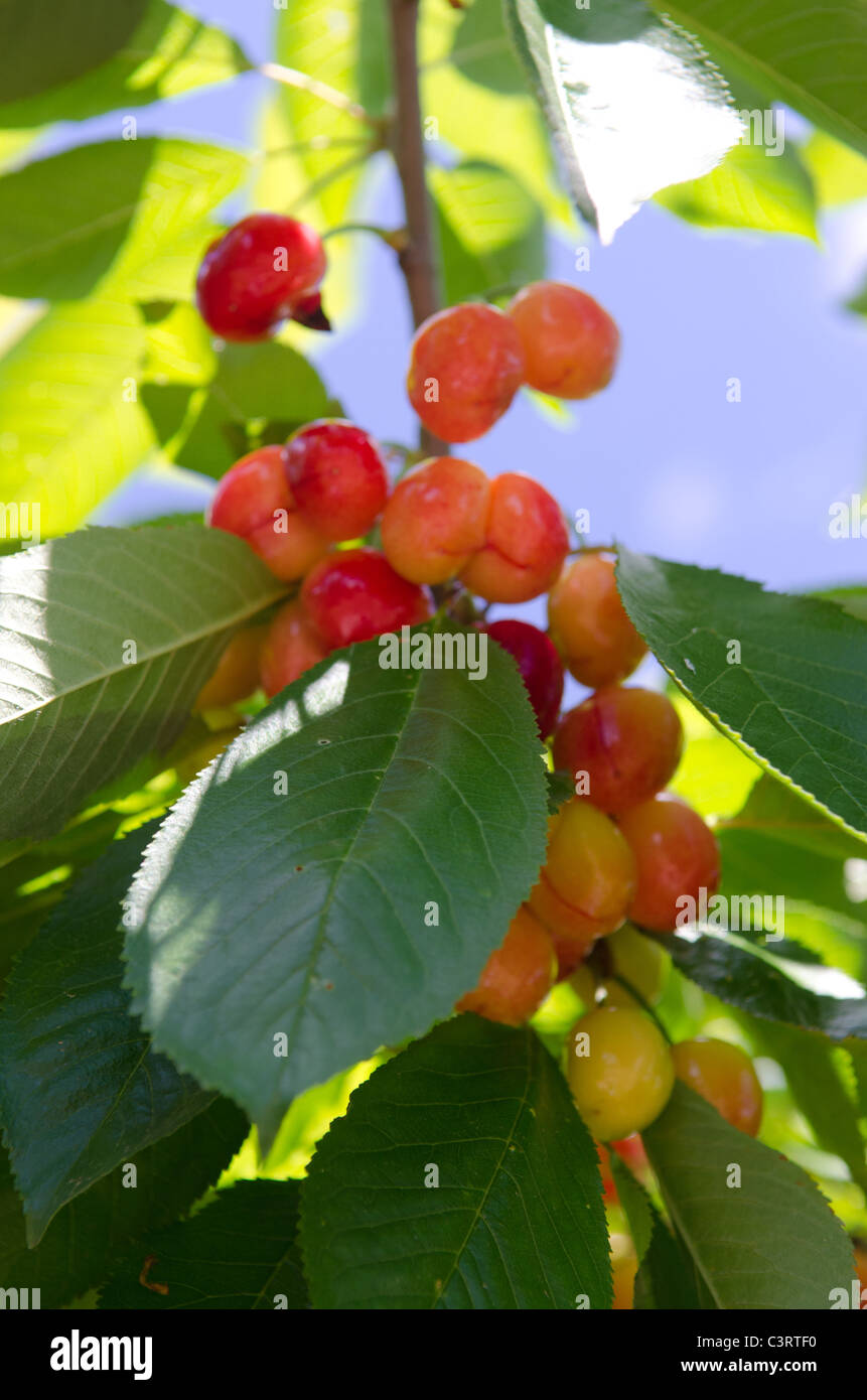 La maturation des cerises sur l'arbre Banque D'Images