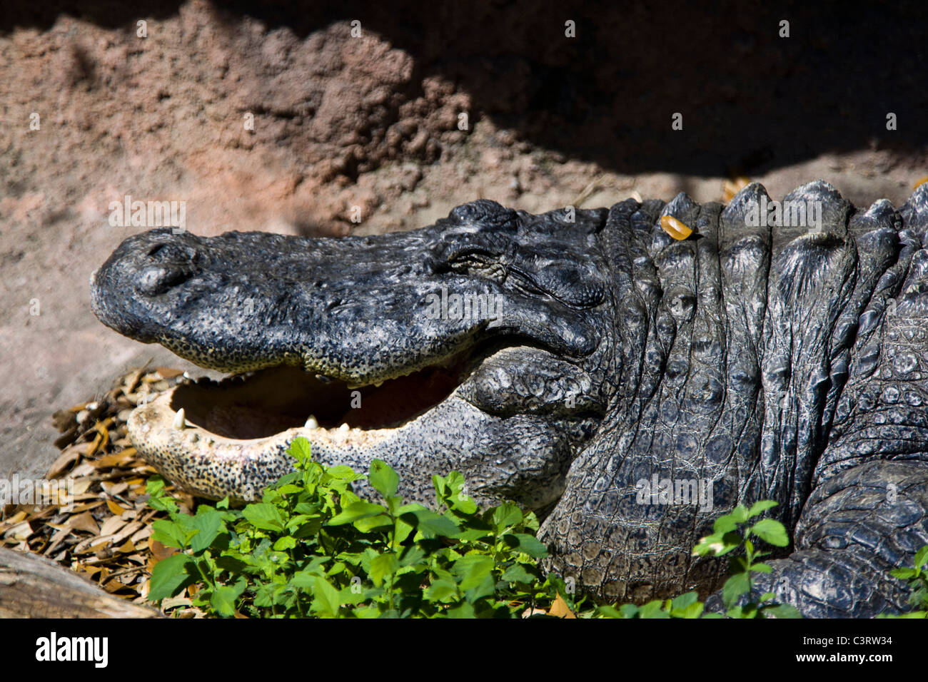 L'alligator Banque D'Images