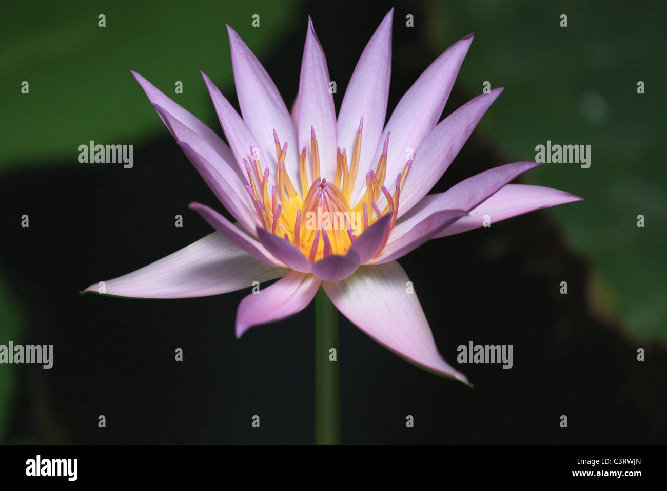 Lily à l'eau Domaine Auckland, Nouvelle-Zélande Banque D'Images