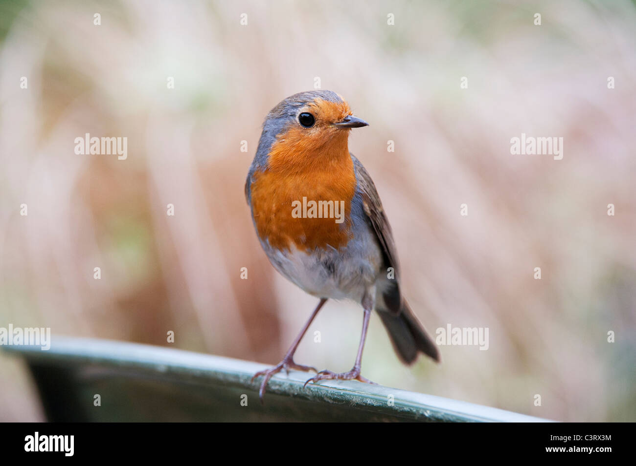 Erithacus rubecula aux abords. Robin au printemps dans un jardin anglais. UK Banque D'Images