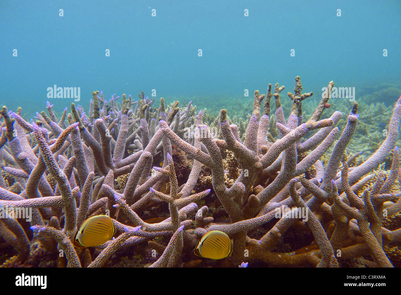 Plongée avec tuba, de coraux, Yasawa Island Resort et Spa, Yasawa Islands, Fidji Banque D'Images