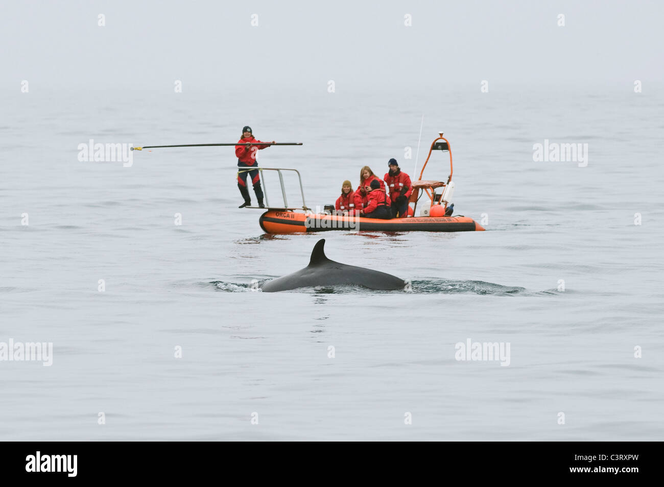 Marquage d'une baleine noire (Balaenoptera acutorostrata) . Unité de recherche et de sauvetage de cétacés, Moray Firth, Écosse, Royaume-Uni. Banque D'Images