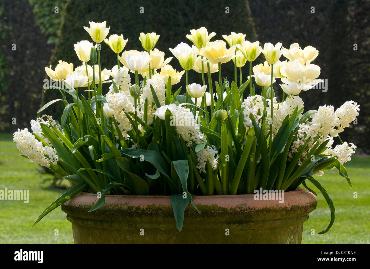 Tulipes blanches dans grand jardin pot de fleurs Banque D'Images