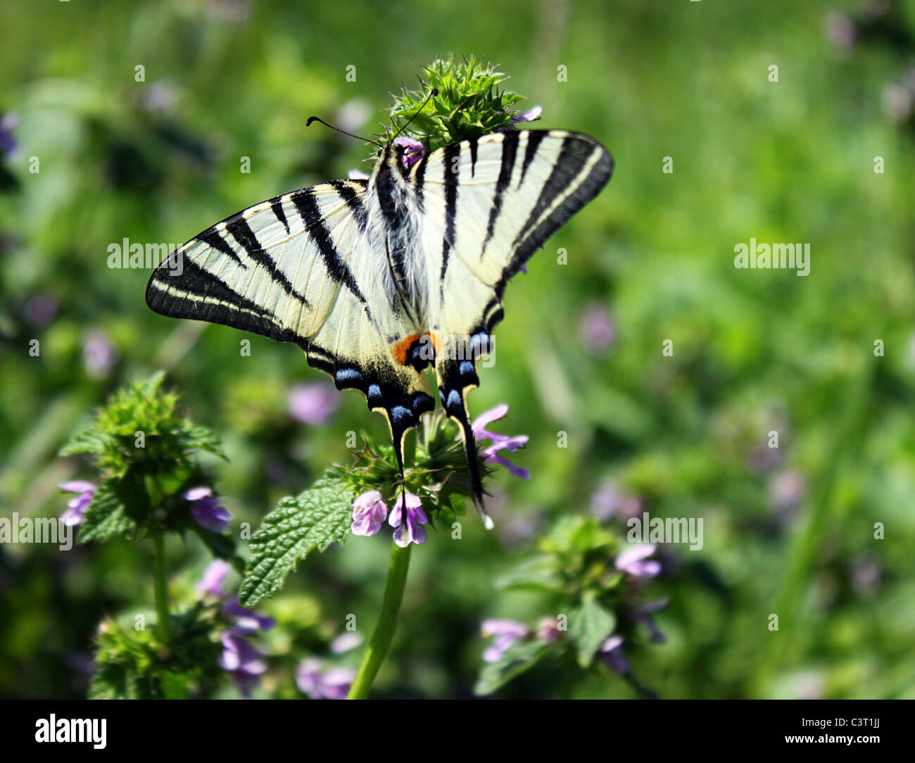 Swallowtail butterfly (rares) sur un pré Banque D'Images