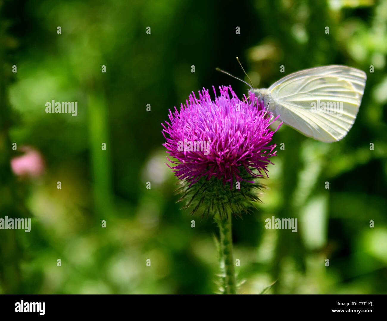 Chou blanc papillon sur une épine Banque D'Images