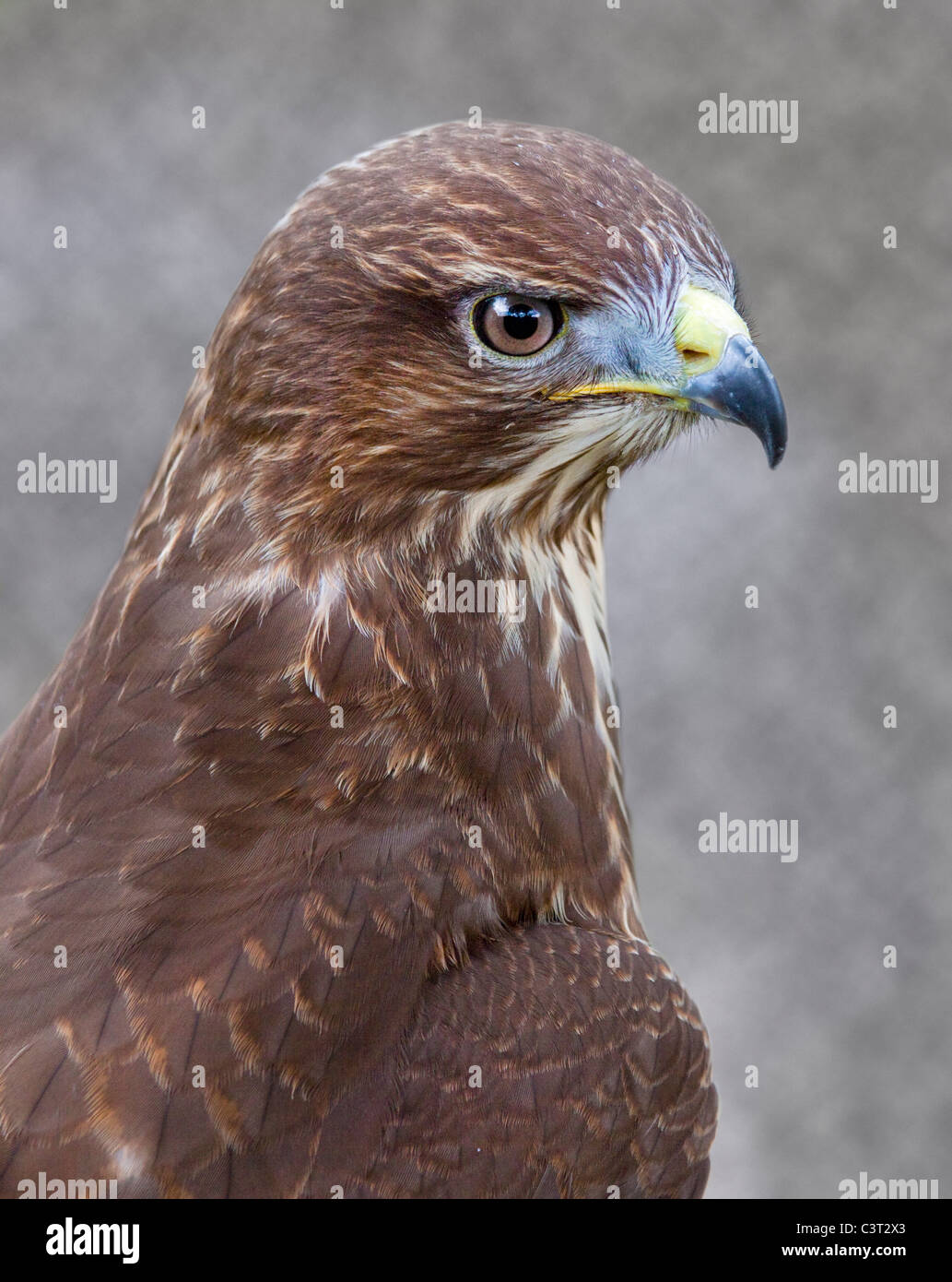 Ou européenne buse variable (Buteo buteo) Banque D'Images