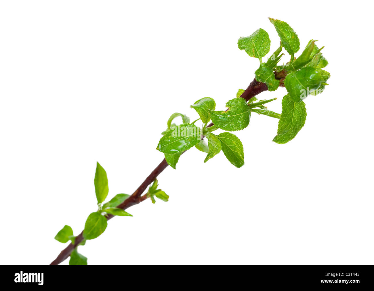 Apple Tree Branch avec bourgeons du printemps isolated on white Banque D'Images