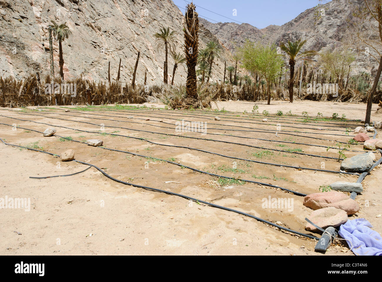 Système d'irrigation - Wadi Feiran Oasis, péninsule du Sinaï - Égypte Banque D'Images