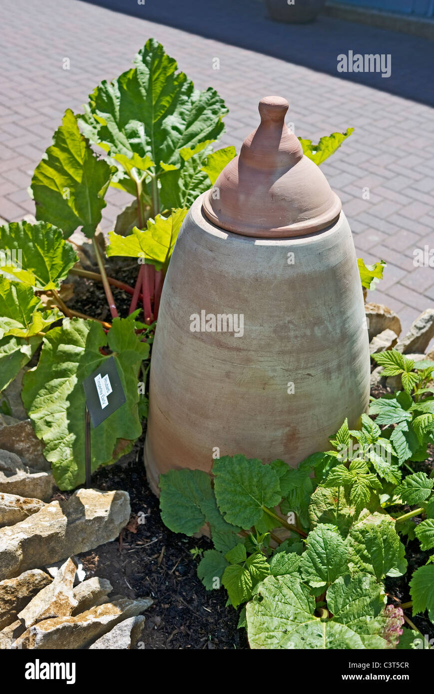 Forcer la rhubarbe et jar Timperley Début de rhubarbe dans de petites parcelle de jardin de démonstration Banque D'Images