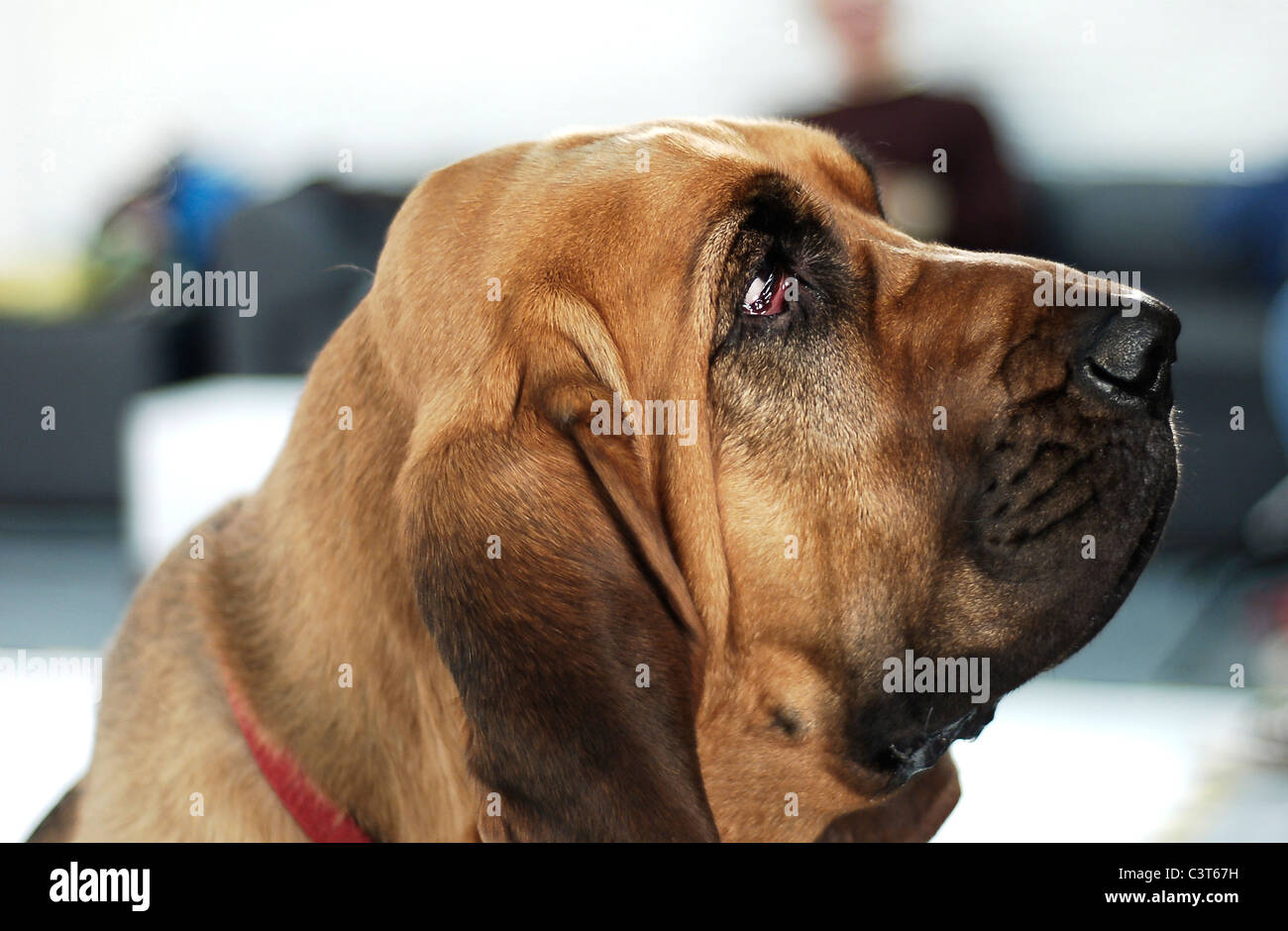 Dans bloodhound studio de photographie Banque D'Images